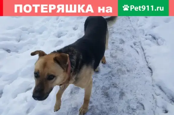 Собака с красным ошейником на Гражданской, Дедовск
