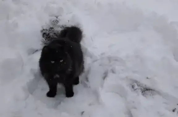 Пропала чёрная кошка Цыпа в Гринево, Талашкинское сельское поселение
