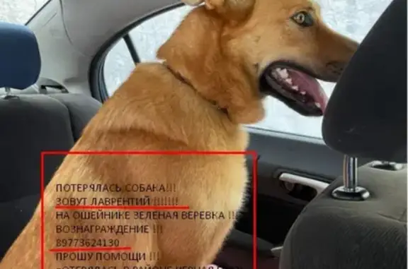 Пропала собака в Чёрной Грязи, Солнечногорском районе