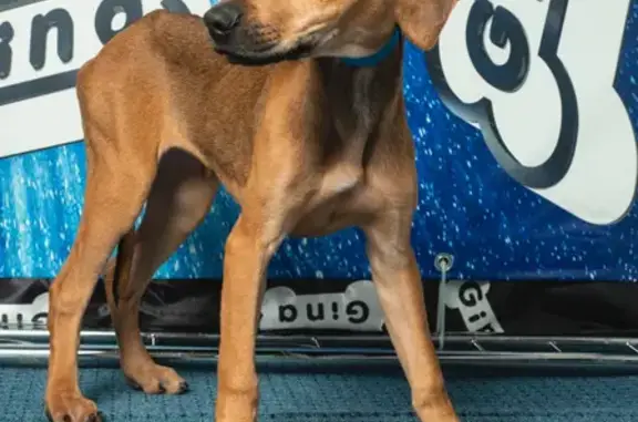 Собаки потеряшки, Санкт-Петербург, фото: Потеряшка собака на В.О., 8-я линия, 69 литА