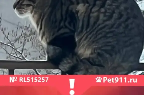 Кошки потеряшки, Санкт-Петербург, фото: Потеряшка кот Алекс в КП 