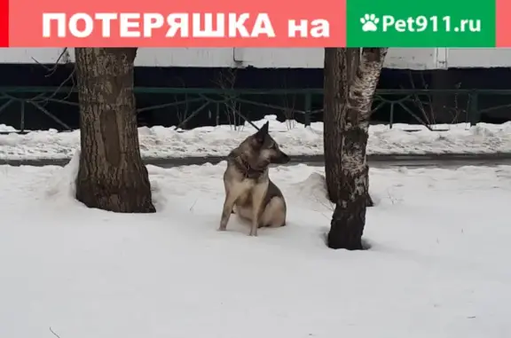 Найдена собака в Москве, Бабушкинская