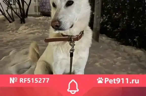 Найдена собака на Акуловской улице, Одинцово