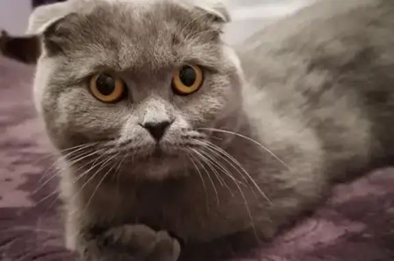 Кошки потеряшки, Ульяновск, фото: Потеряшка кошка на улице Камышинской, дом 57, Ульяновск.