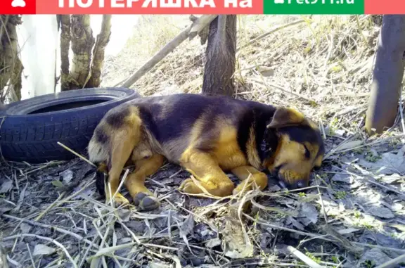 Найден добрый пёс на Новоузенской, Волгоград