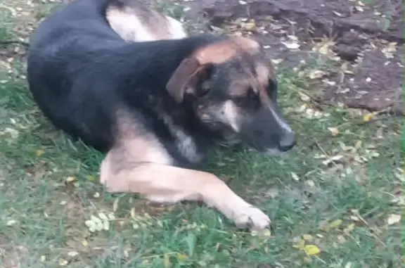 Пропала собака в Москве на Осенней улице