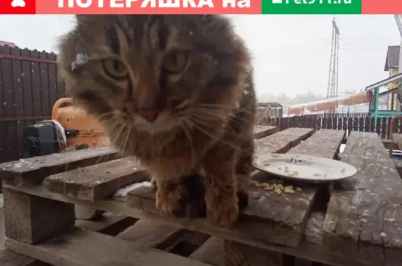 Найден доверчивый кот на Заречной улице