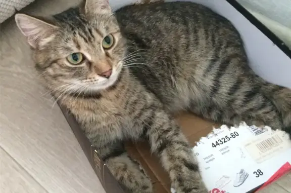 Найдена домашняя кошка на ул. Юрия Двужильного, Кемерово