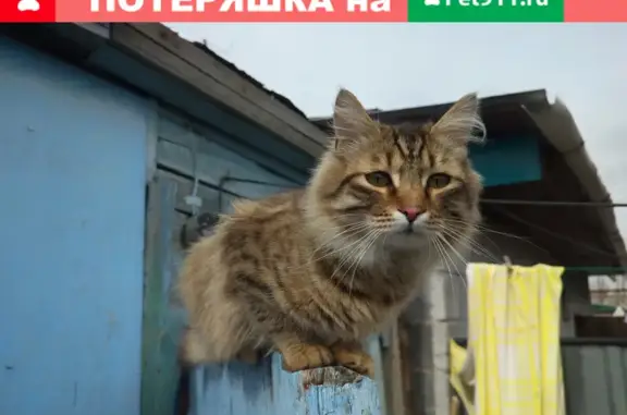 Найден кот на 22-й Партсъезда, Омск