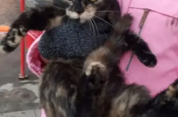 Найдена кошка на ул. Адмирала Макарова, 24, Уфа