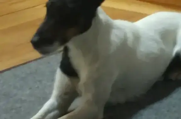 Пропала собака Вести в ДНП Фортуна, Дурниха - вознаграждение