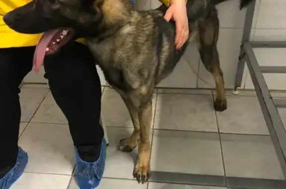 Найдена собака у метро Беляево на ул. Цюрупы