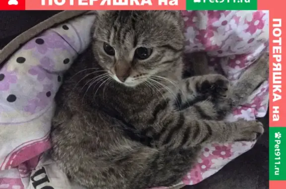 Найдена кошка в г.Железногорск, Курская область, ищем хозяев!