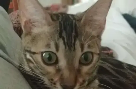 Кошки потеряшки, Санкт-Петербург, фото: Потеряшка кошка на ул. Коллонтай, 47 к6, СПб