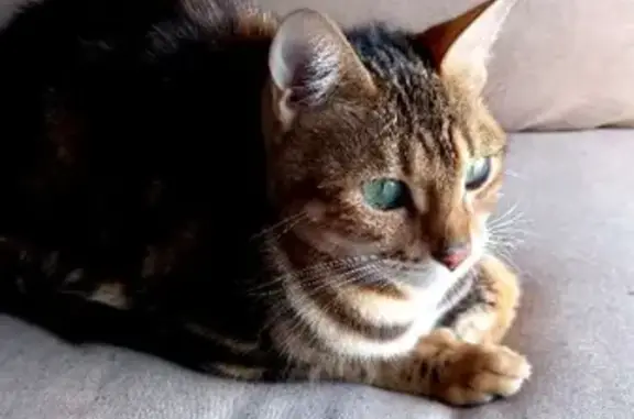Найдена Бенгальская кошка на ул. Капустина, 20 в Ростове