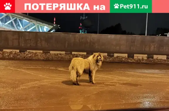 Найденные животные Москва, фото: Собака найдена возле метро Филатов Луг, без ошейника.