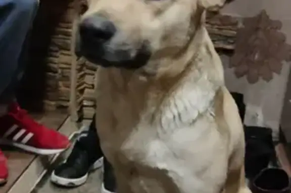 Собака найдена в Жуковском