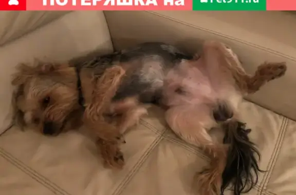 Пропала собака Локки на ул. Мира, 58 к1, Новосибирск