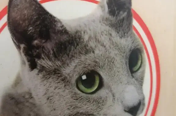 Кошки потеряшки, Санкт-Петербург, фото: Потеряшка кошка Буся на Дворцовой площади