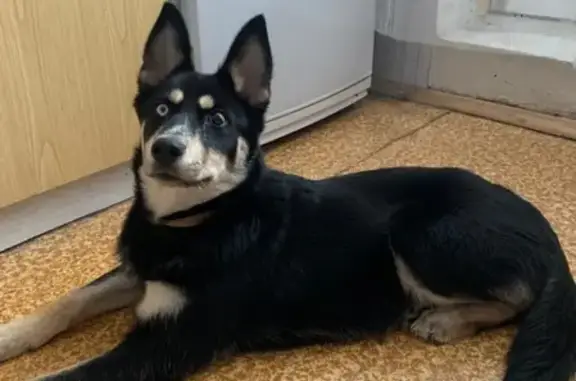 Найденные животные Москва, фото: Собака Метис хаски или лайки найдена в Марьино, Москва (Батайский проезд, 43)