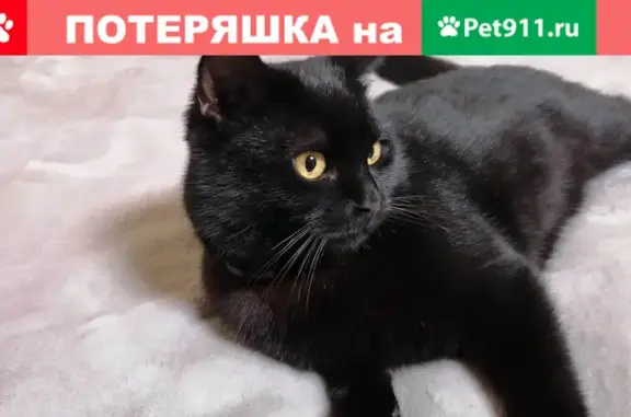 Пропал кот на площади Левски, Новочеркасск.
