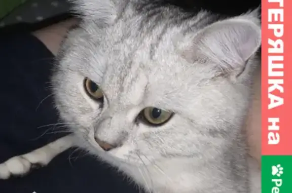 Кошки потеряшки, Казань, фото: Потеряшка кошка Грей на Минской улице, Казань.