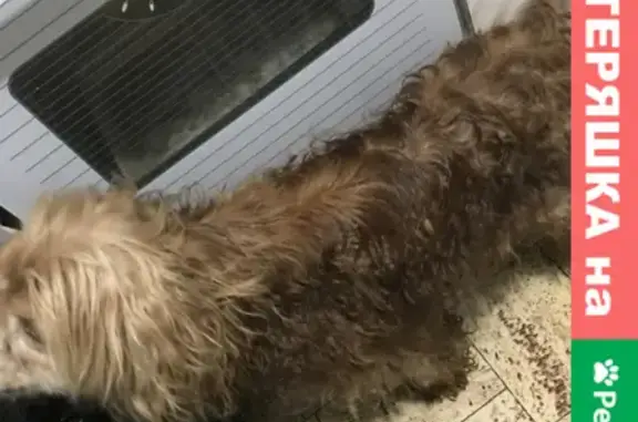 Собака найдена на улице Дзержинского, 161 в Краснодаре