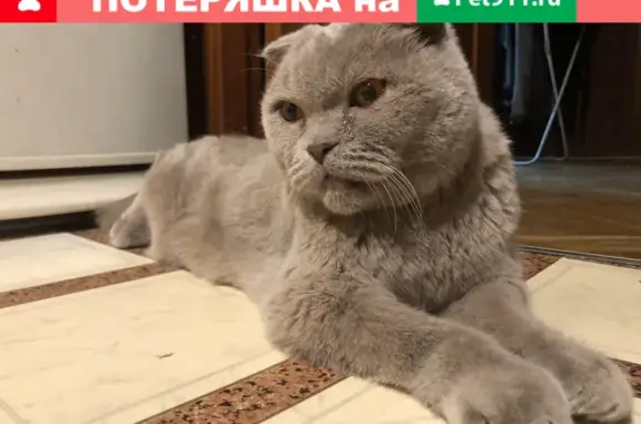 Кошка найдена на Ленинградском проспекте, Москва