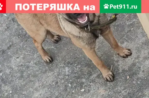 Пропала собака Чарли с зеленым ошейником в Низовье, Калининградская область
