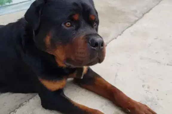 Найдена собака на Курортной улице в Краснодаре
