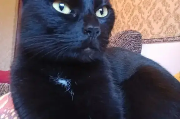 Кошки потеряшки, Санкт-Петербург, фото: Потеряшка кошка в Санкт-Петербурге