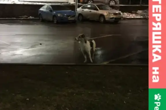 Собака ищет хозяев на Вернадского, Москва