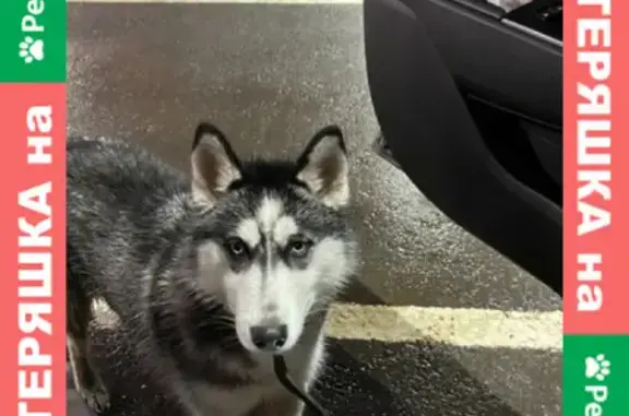 Собака Хаски найдена возле КФС на Некрасова 25 в Апрелевке
