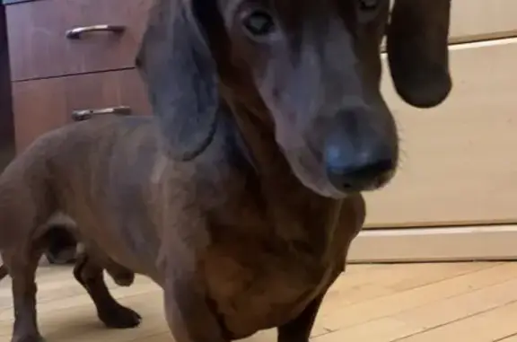 Собаки потеряшки, Нижний Новгород, фото: Потеряшка тигровая такса на улице Успенского