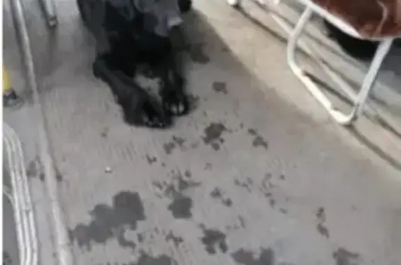 Пропала собака Лора возле паруса в Тулуне