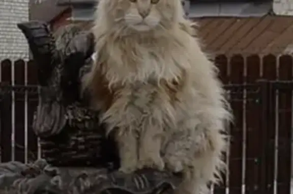 Кошки потеряшки, Ярославль, фото: Потеряшка кот Мейн кун в районе Татарского переулка, Ярославль