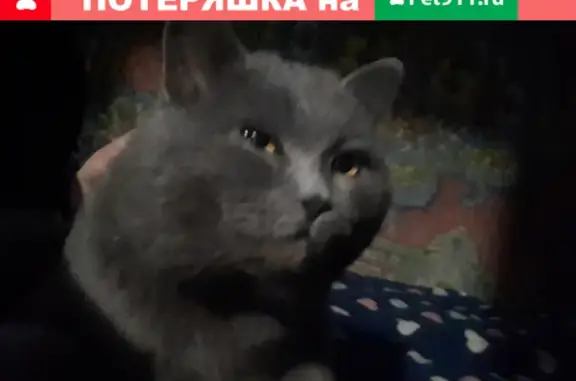 Пропал кот Кузя в районе Кучияка СНТ, вознаграждение гарантировано (Горно-Алтайск)