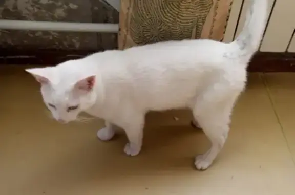 Найден белый кот на ул. Орбитальная 22