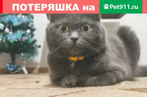 Пропала кошка Пулька на Советской, 52 в Бийске