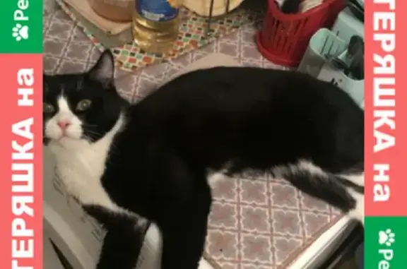 Кошки потеряшки, Новосибирск, фото: Потеряшка кошка на Учительской, 24 в Новосибирске