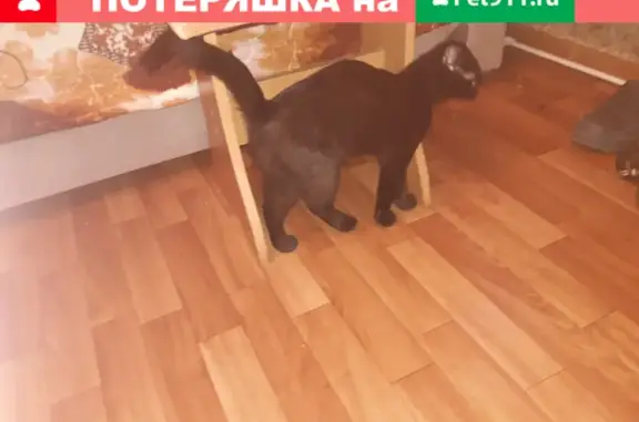 Найдена кошка на Берёзовой, Новосибирск