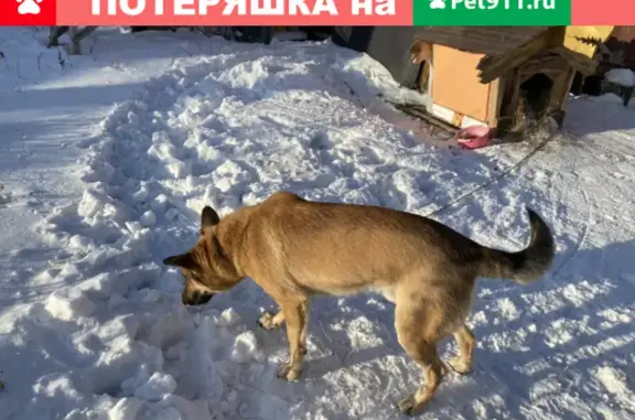 Пропала собака Рыжий в районе Конная/Чайковского, Благовещенск