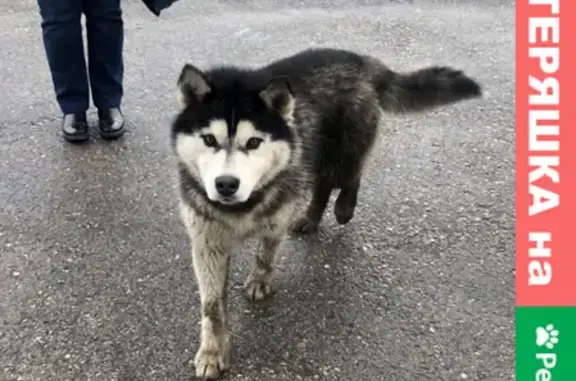 Собака Маламут найдена на ул. 22-го Партсъезда, 157 в Самаре.