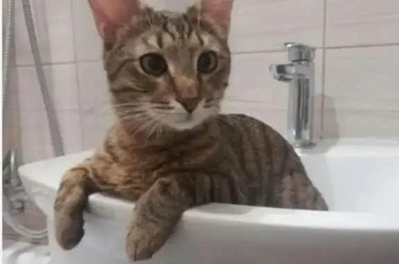 Кошки потеряшки, Набережные Челны, фото: Потеряшка кошка возле дома 12/10 на пр. Х. Туфана, Н. Челны