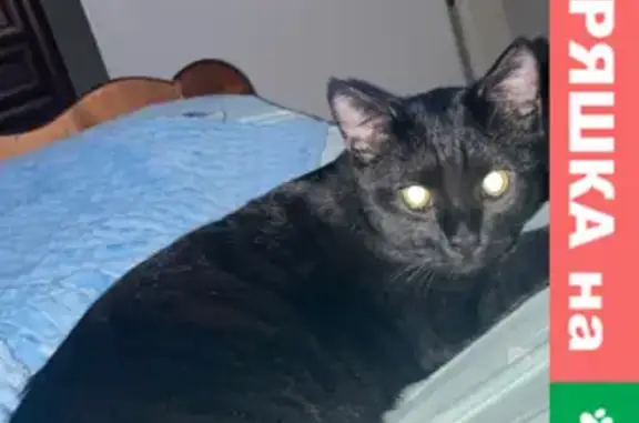 Пропал кот Кексик на ул. Слобода, 39 в Есино