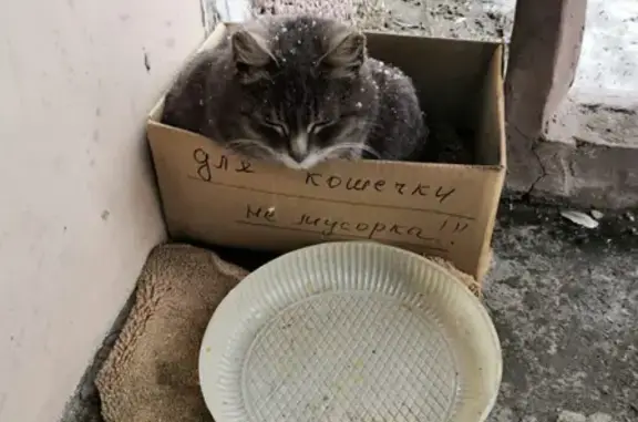 Найдена необычная кошка на ул. Чкалова, 15 в Казани
