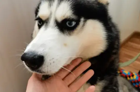 Собака найдена у метро Озерки