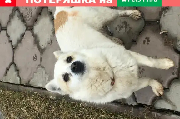 Найден щенок в Домодедово