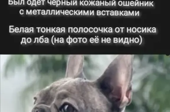 Пропала собака Ненси на Новосовхозной улице, Энгельс
