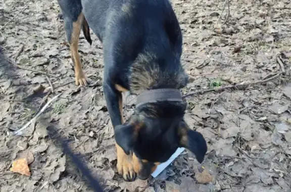Собака с ошейником найдена в парке Головинское пруды, Москва